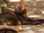 foto 36